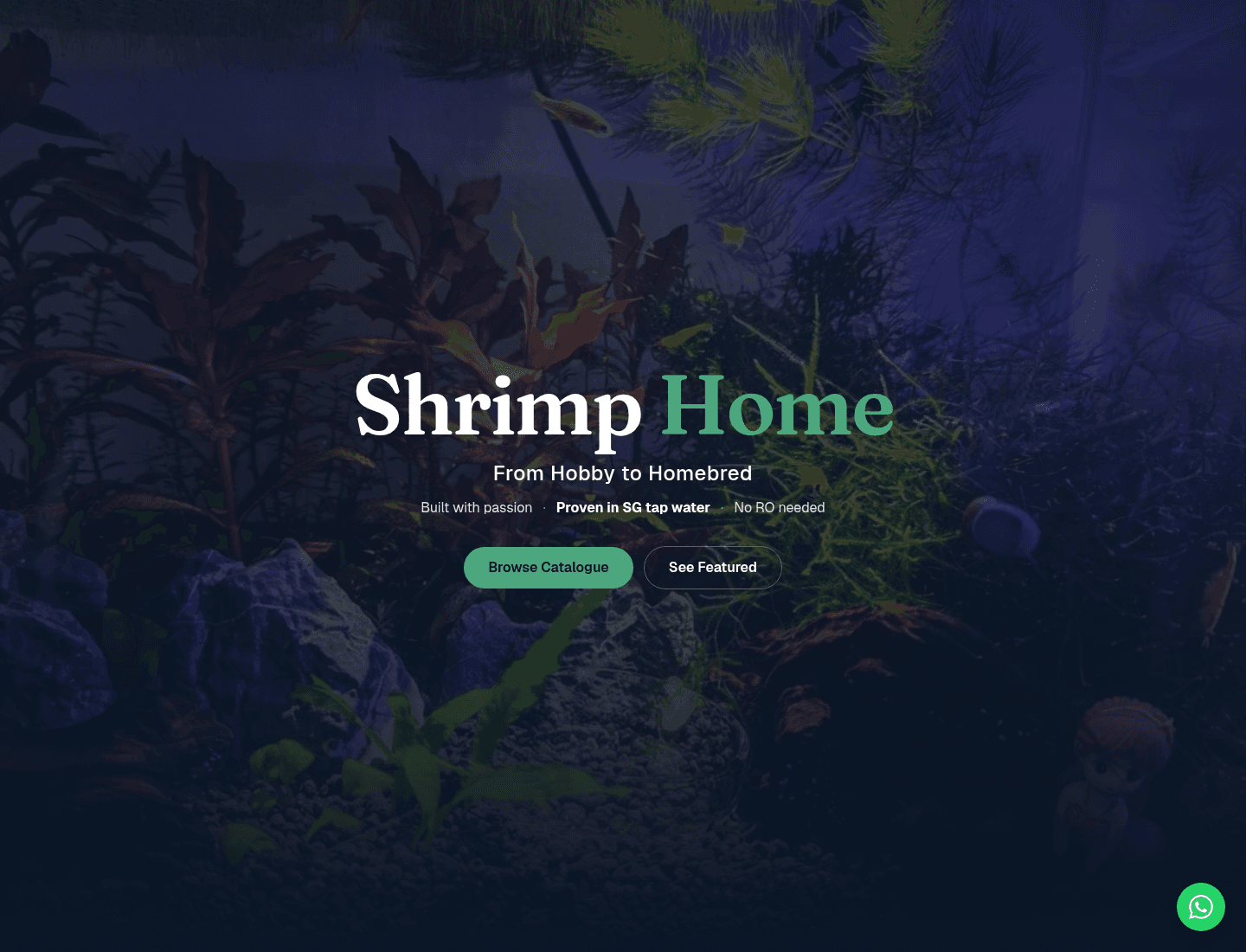 Shrimp Home homepage hero over a planted aquarium photograph, showing the wordmark, the tagline From Hobby to Homebred, the line Proven in SG tap water, and Browse Catalogue and See Featured buttons.